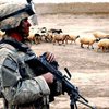 В Афганистане авиация НАТО расстреляла стадо баранов