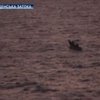 Датское судно спасло тонущих сомалийских пиратов
