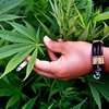 В штате Мичиган разрешили марихуану