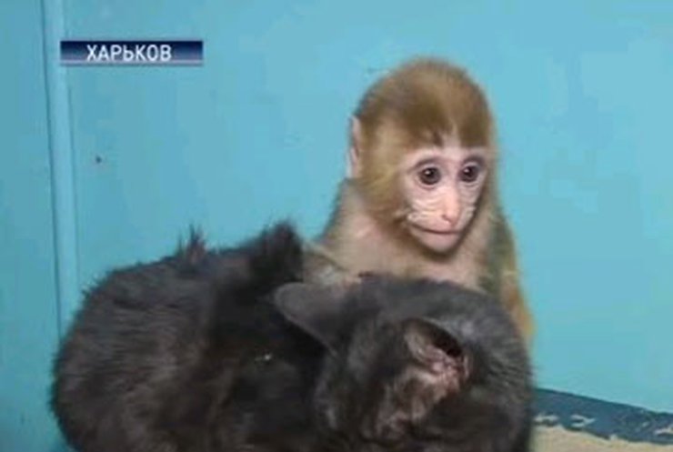Кошка стала приемной мамой для обезьянки