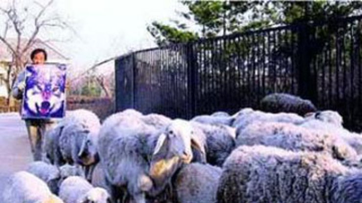 Китайский пастух управлял стадом c помощью фотографии волка