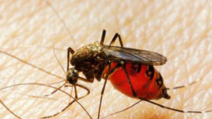 Финская полиция поймала вора при помощи комара