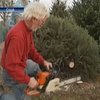 В чем секрет американских ёлок?