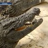 В Африке принялись защищать крокодилов