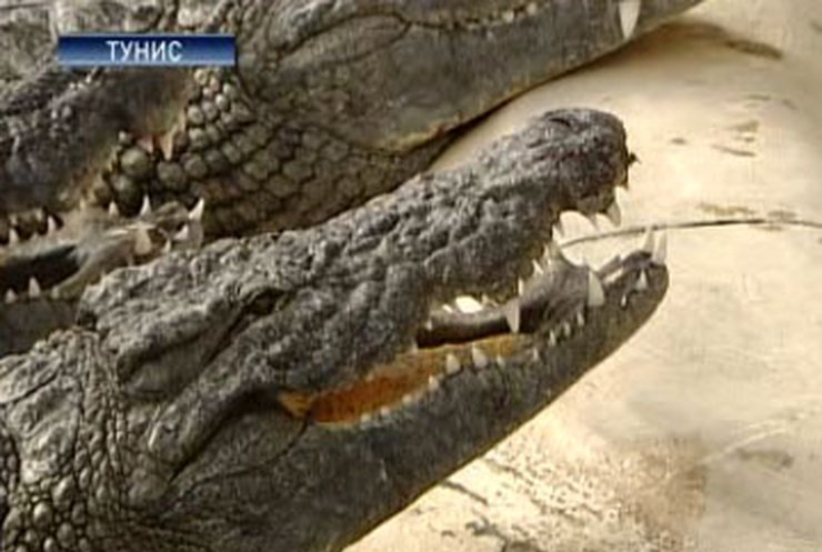 В Африке принялись защищать крокодилов