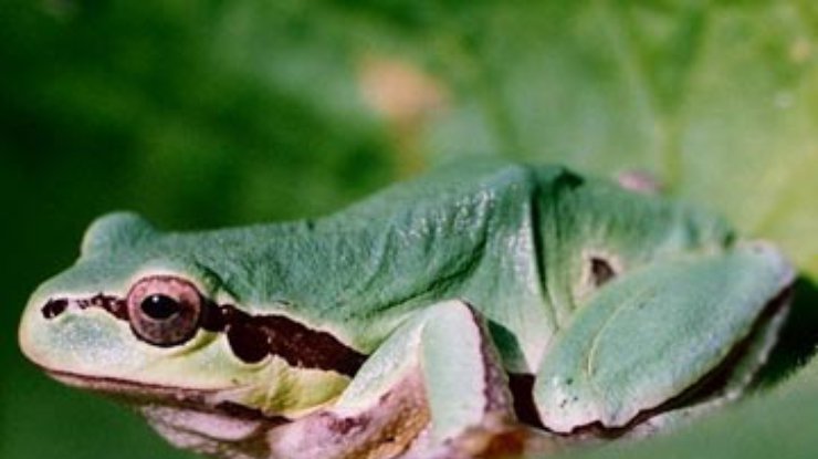 Экологи: Лягушки находятся на грани вымирания