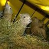 Калмыцкие верблюды вновь задержаны на границе