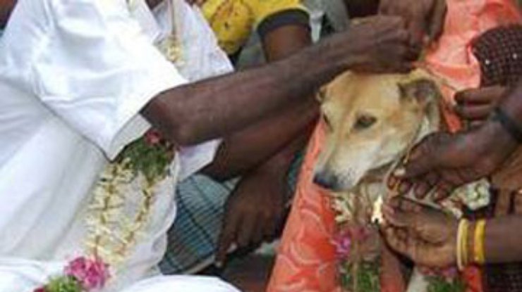 Полугодовалого индуса женили на собаке, чтобы спасти от проклятия