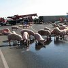 90 свиней вызвали хаос на автобане в Германии