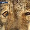 Нашелся хозяин волка, пойманного в Киеве