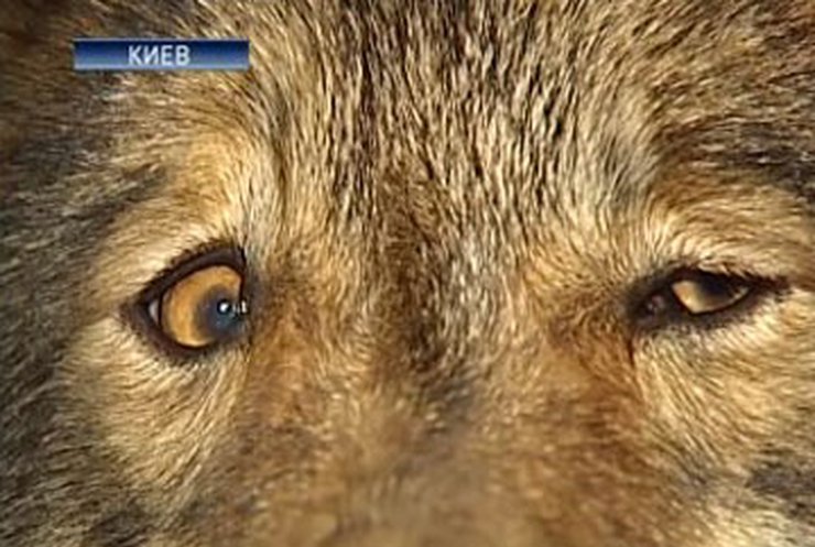 Нашелся хозяин волка, пойманного в Киеве
