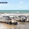 200 китов и дельфинов выбросились на берег в Австралии