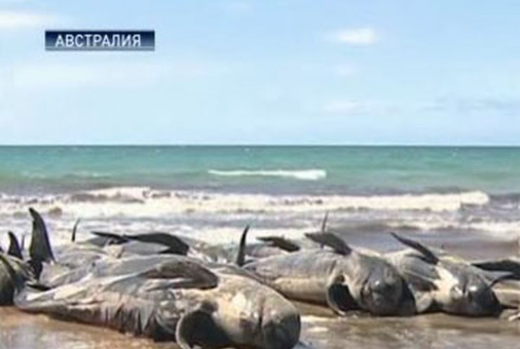 200 китов и дельфинов выбросились на берег в Австралии