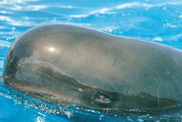 Двести дельфинов выбросились на сушу в Австралии