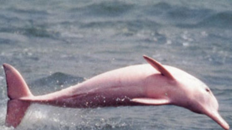 Самый опасный дельфин. Дельфины опасны для человека. Касатка это кит или акула. Косатка хищный дельфин. Рыба.