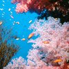 Описаны семь новых видов коралла