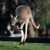 В дом австралийской семьи ворвался трехметровый кенгуру