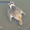 На Харьковщине нашли сотни мертвых гусей