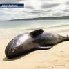 В Австралии выбросились на берег десятки китов