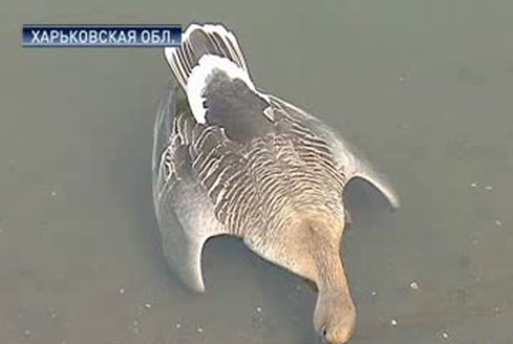 На Харьковщине нашли сотни мертвых гусей