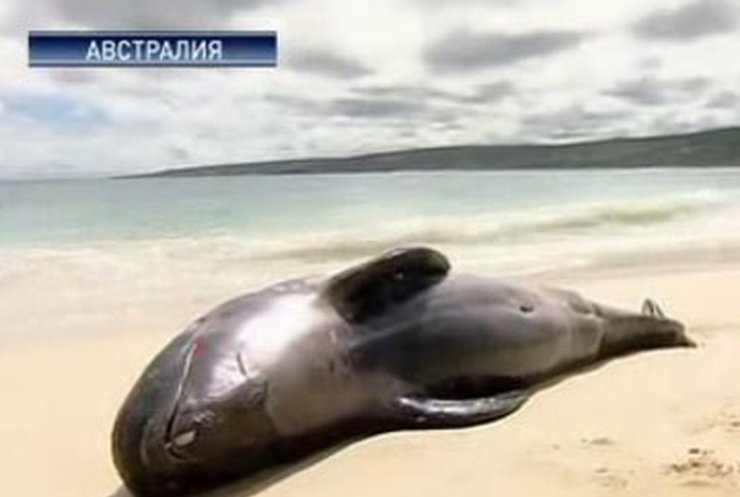 В Австралии выбросились на берег десятки китов