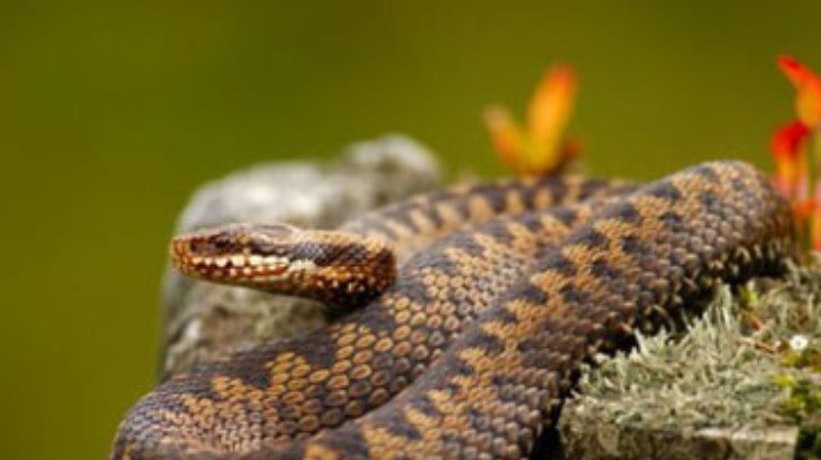 Ядовитые змеи карелии фото с названиями