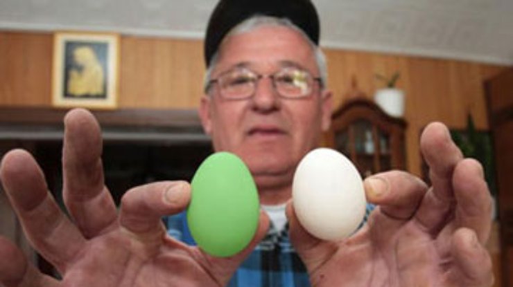 В Хорватии курица начала нести зеленые яйца