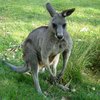Канберру терроризируют кенгуру