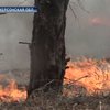 На Херсонщине выгорело 20 гектаров леса