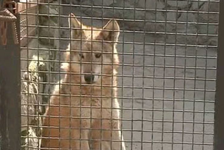 В Ялтинском зоопарке отравили животных: Погибли уже 10 питомцев