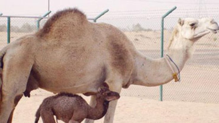 Арабские ученые впервые клонировали верблюда