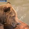 Харьковский зоосад подарит ялтинскому зверинцу медведя
