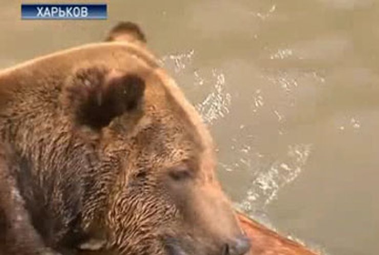 Харьковский зоосад подарит ялтинскому зверинцу медведя