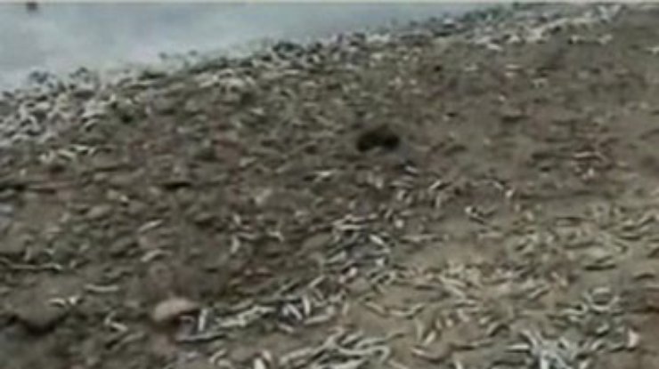 В Чили произошла загадочная массовая гибель сардин