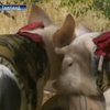 В зоопарке Таиланда свиней одели в тигриные шкуры