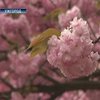 В Ужгороде цветут сакуры