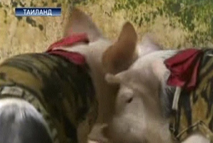 В зоопарке Таиланда свиней одели в тигриные шкуры