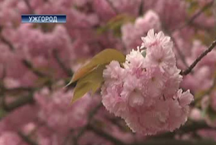 В Ужгороде цветут сакуры