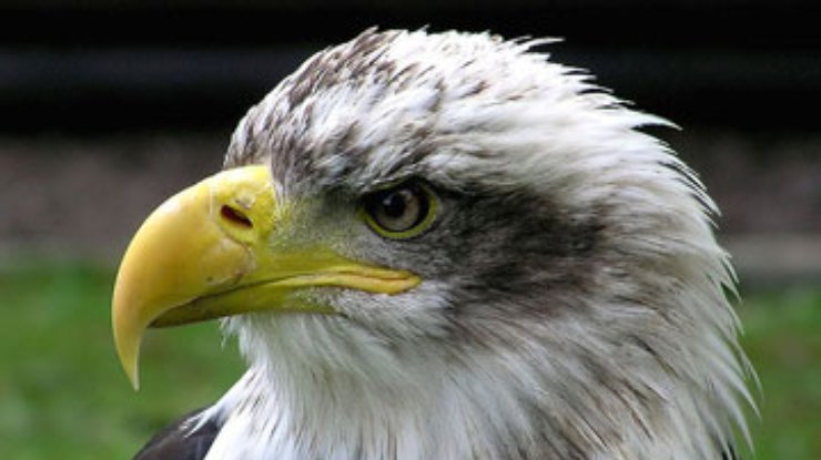Орел ограбил жительницу Австрии