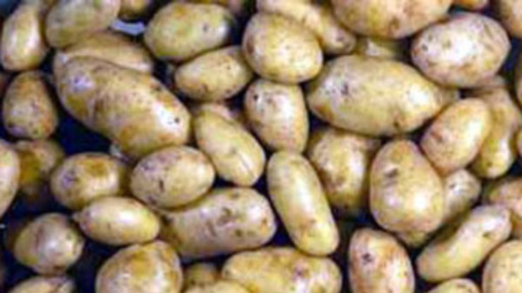 Борьба с терроризмом привела к дефициту картофеля в Алжире