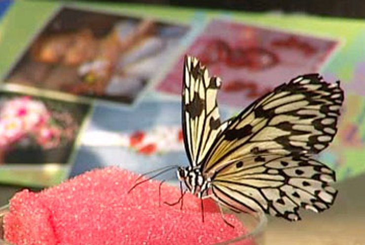 В Киеве открылась выставка тропических бабочек