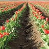 В Крыму расцвело крупнейшее в мире поле тюльпанов