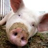 Украина запретила ввоз свинины из ряда стран