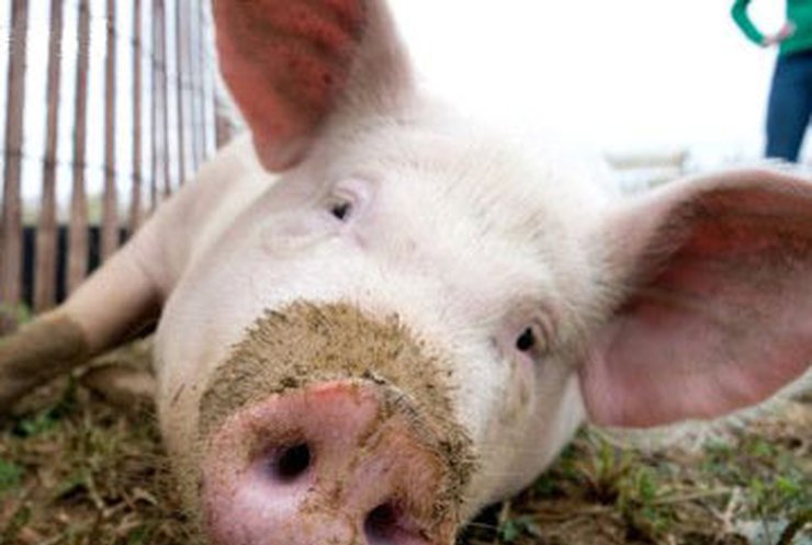Украина запретила ввоз свинины из ряда стран