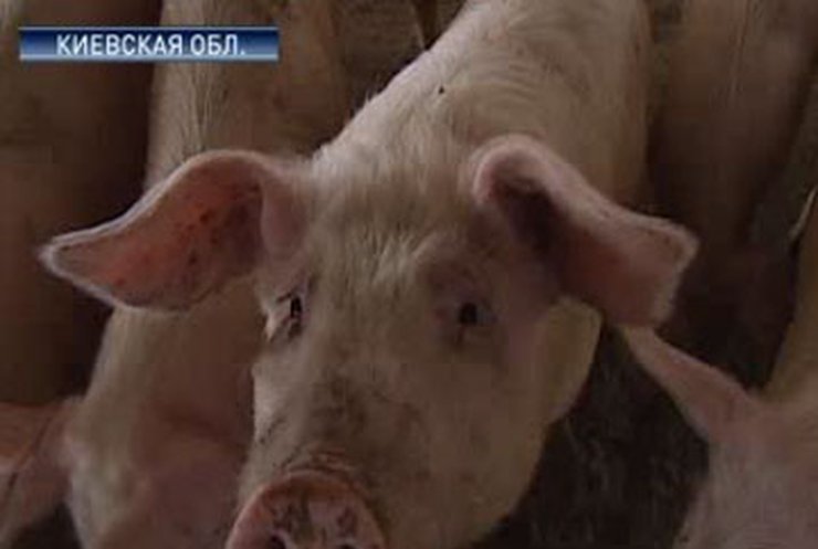 Минздрав: В Украине есть препарат против свиного гриппа