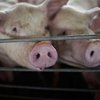 Украина запретила импорт российской свинины