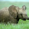 Бельгийцы превратили роды слонихи в интернет-шоу