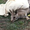 Австралийца арестовали за отстрел кенгуру из лука