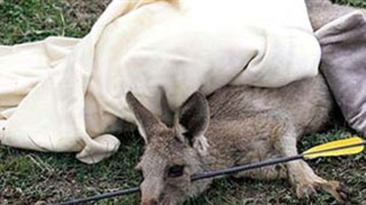 Австралийца арестовали за отстрел кенгуру из лука
