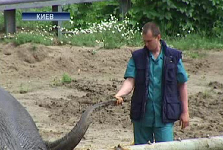 Немецкие мастера сделали педикюр киевскому слону